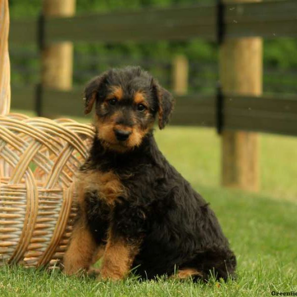 Willow, Airedale Terrier Puppy