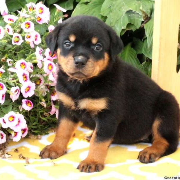 Willow, Rottweiler Puppy
