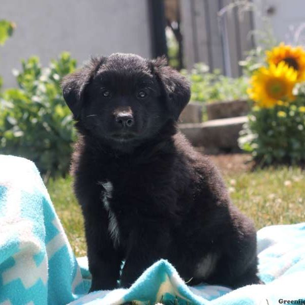 Willow, Labrador Mix Puppy