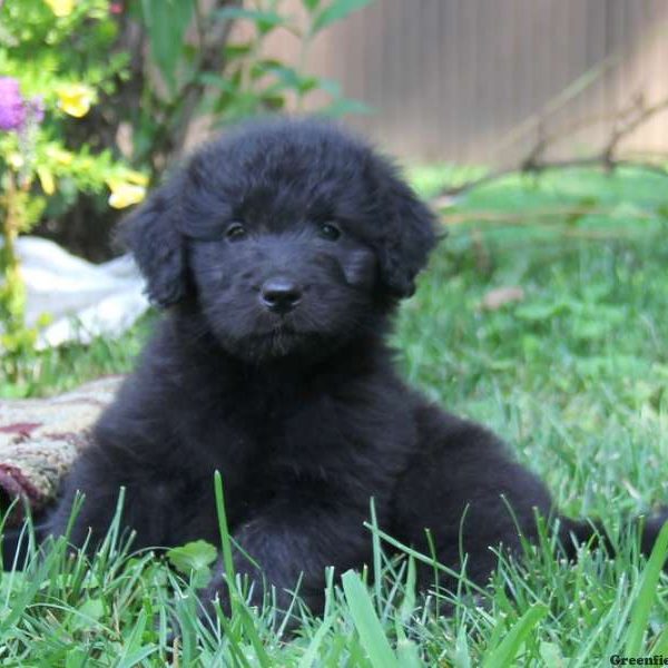 Willow, Goldendoodle Puppy