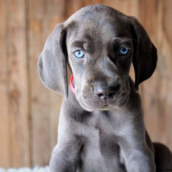 Willow, Weimaraner Puppy