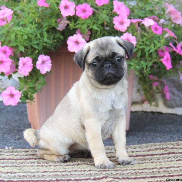 Willow, Pug Puppy