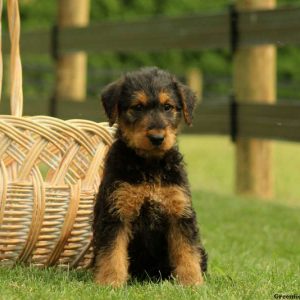 Willow, Airedale Terrier Puppy