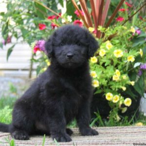 Willow, Goldendoodle Puppy