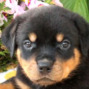 Willow, Rottweiler Puppy