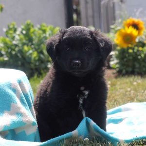 Willow, Labrador Mix Puppy