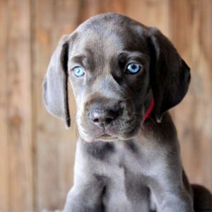 Willow, Weimaraner Puppy