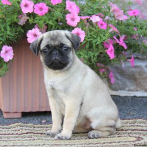 Willow, Pug Puppy