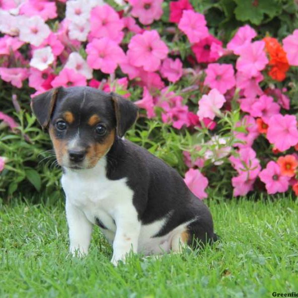 Wilma, Jack Russell Terrier Puppy