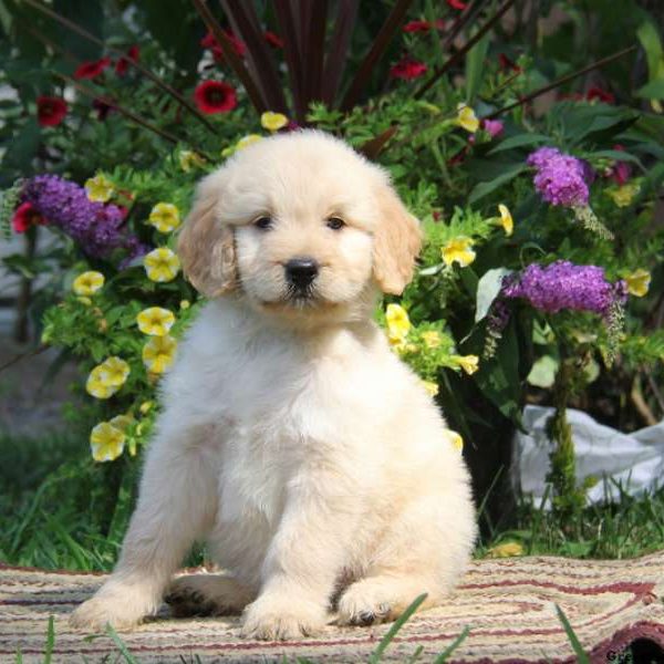 Wilma, Goldendoodle Puppy