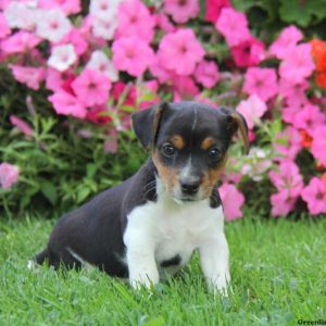 Wilma, Jack Russell Terrier Puppy