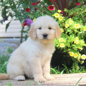 Wilma, Goldendoodle Puppy