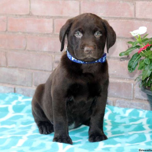 Wilson, Labrador Retriever-Chocolate Puppy