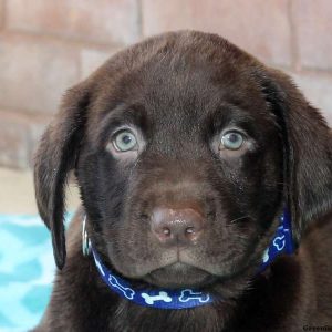 Wilson, Labrador Retriever-Chocolate Puppy