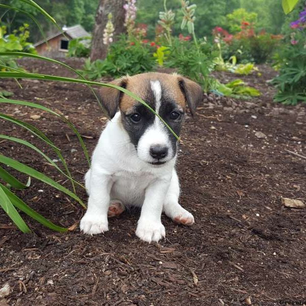 Winnie, Jack Russell Terrier Puppy