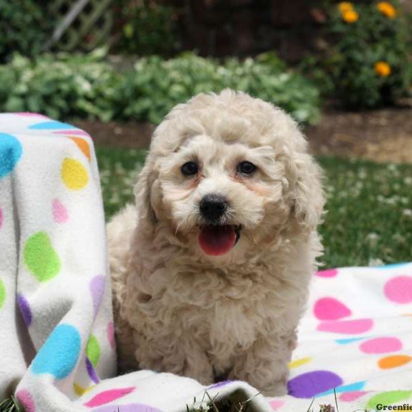 Winnie, Goldendoodle-Miniature Puppy