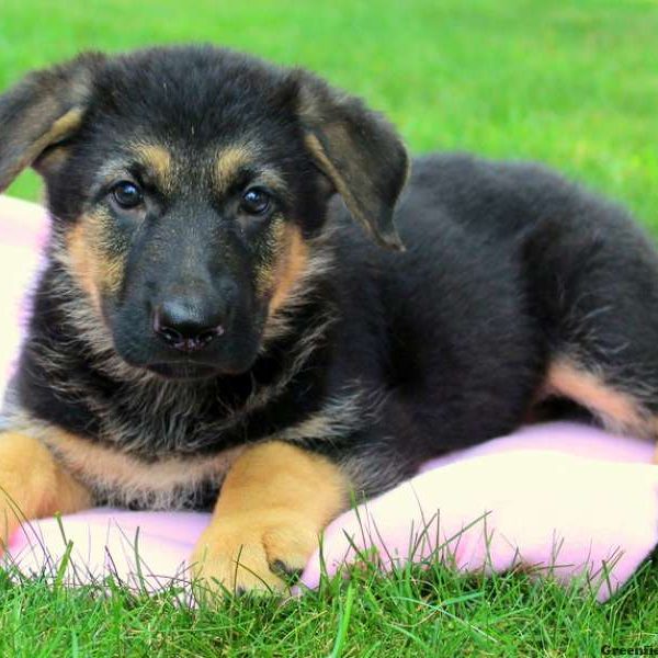 Winnie, German Shepherd Puppy