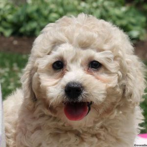 Winnie, Goldendoodle-Miniature Puppy