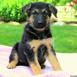 Winnie, German Shepherd Puppy