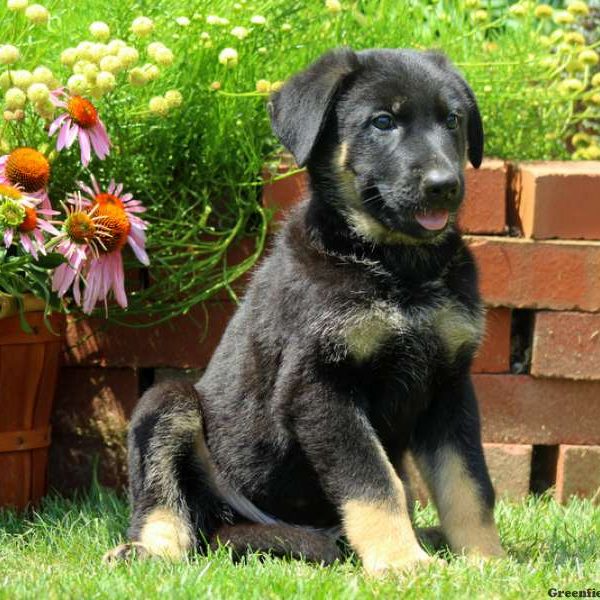 Winston, German Shepherd Puppy