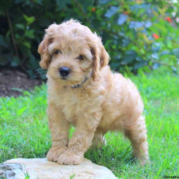 Winston, Cockapoo Puppy