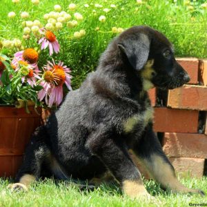 Winston, German Shepherd Puppy