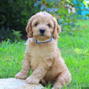 Winston, Cockapoo Puppy