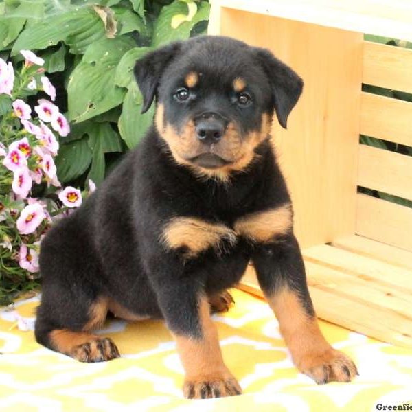 Wish, Rottweiler Puppy