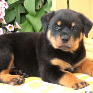Wish, Rottweiler Puppy
