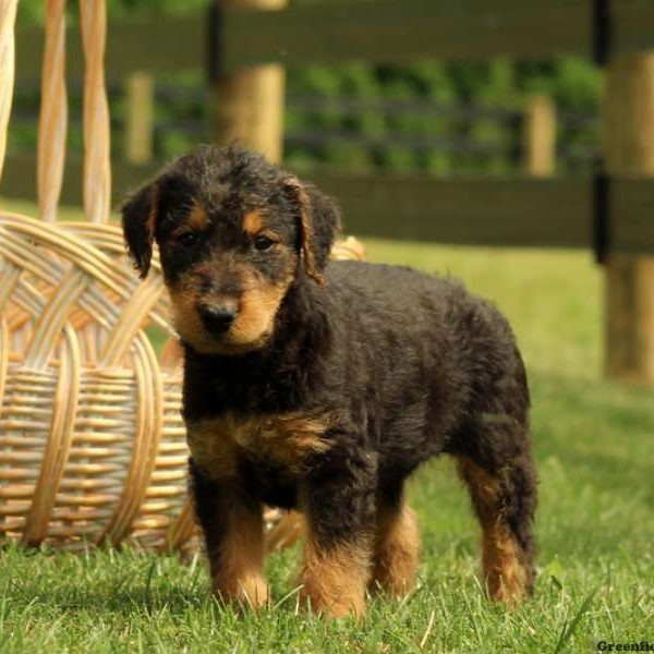 Woodson, Airedale Terrier Puppy