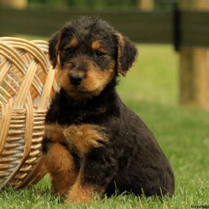 Woodson, Airedale Terrier Puppy