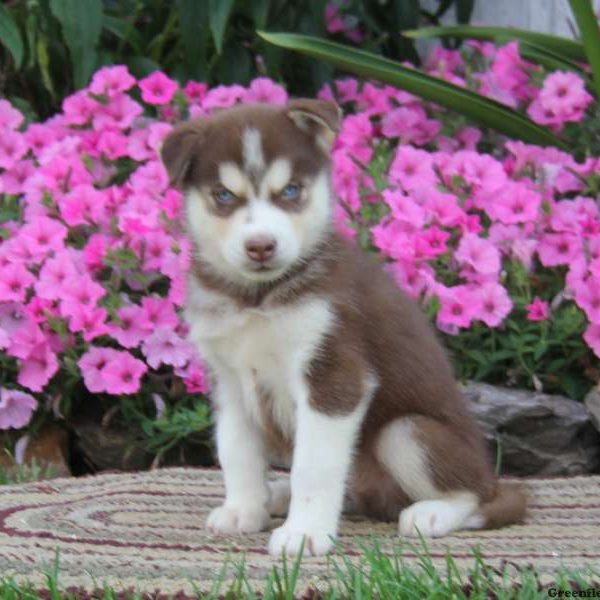 Woody, Pomsky Puppy