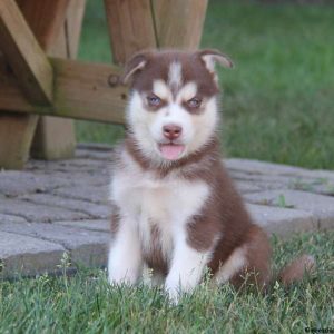 Woody, Pomsky Puppy