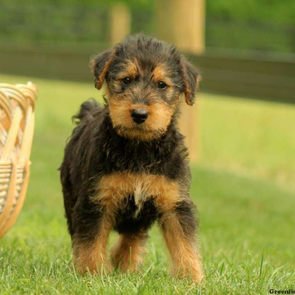 Wren, Airedale Terrier Puppy