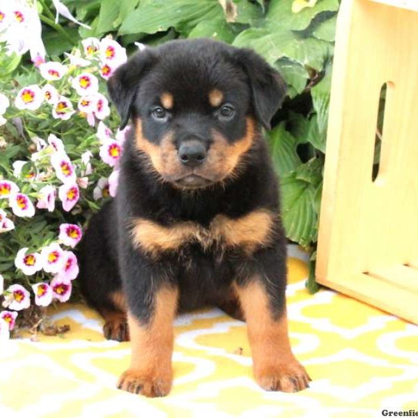 Wren, Rottweiler Puppy