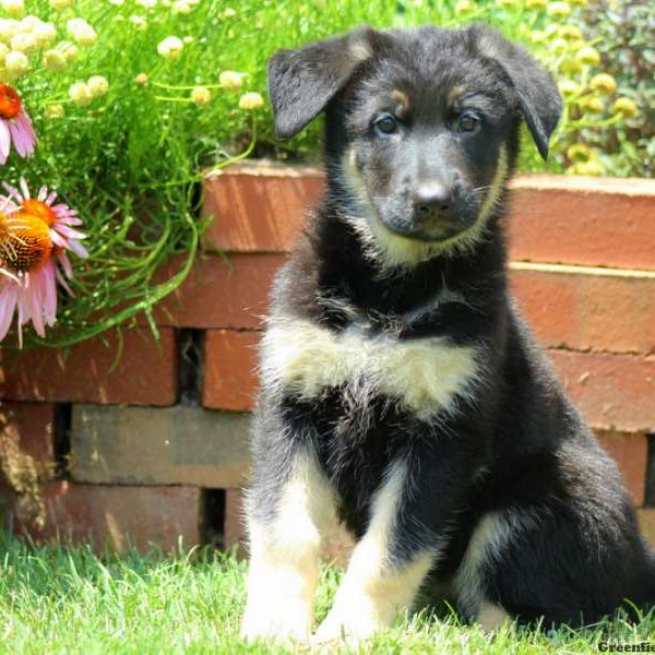 Wren, German Shepherd Puppy