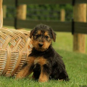 Wren, Airedale Terrier Puppy