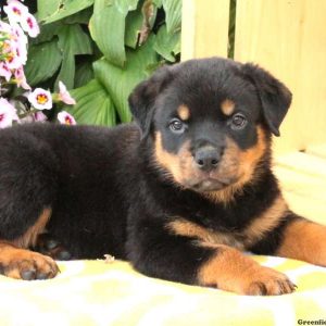 Wren, Rottweiler Puppy