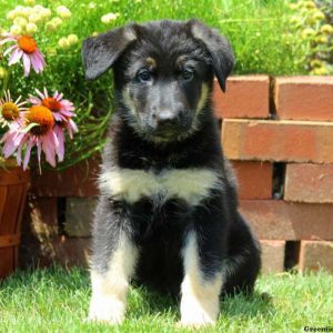 Wren, German Shepherd Puppy