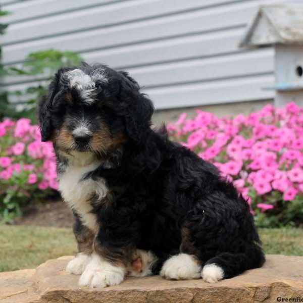 Wyatt, Bernedoodle-Miniature Puppy