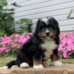 Wyatt, Bernedoodle-Miniature Puppy