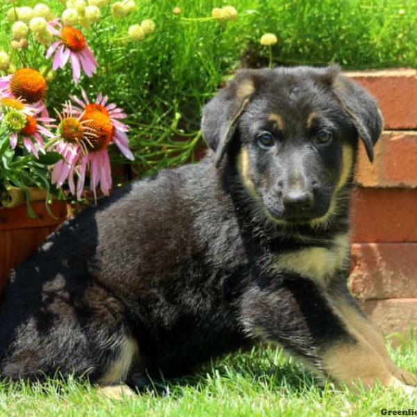 Wyeth, German Shepherd Puppy