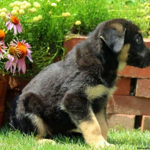 Wyeth, German Shepherd Puppy