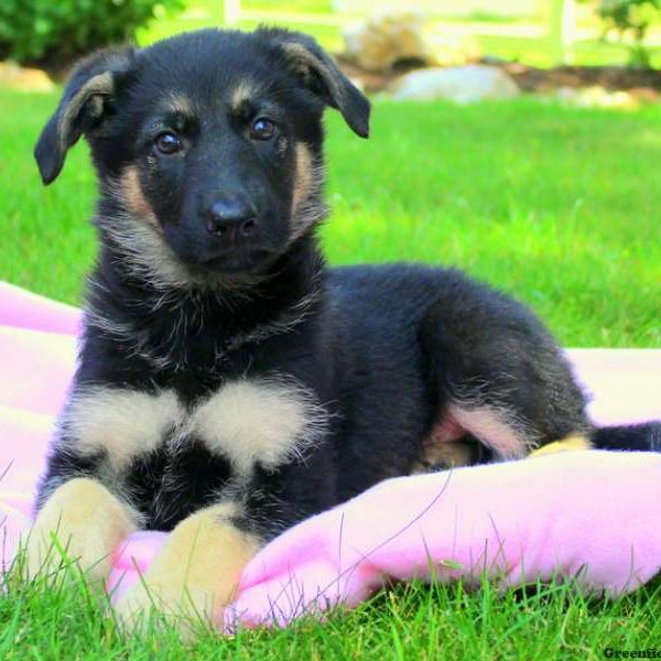 Wynona, German Shepherd Puppy