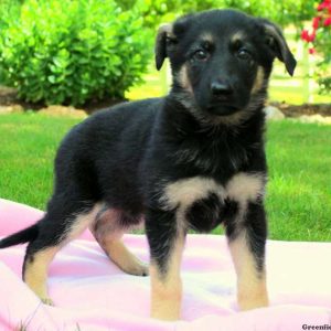 Wynona, German Shepherd Puppy