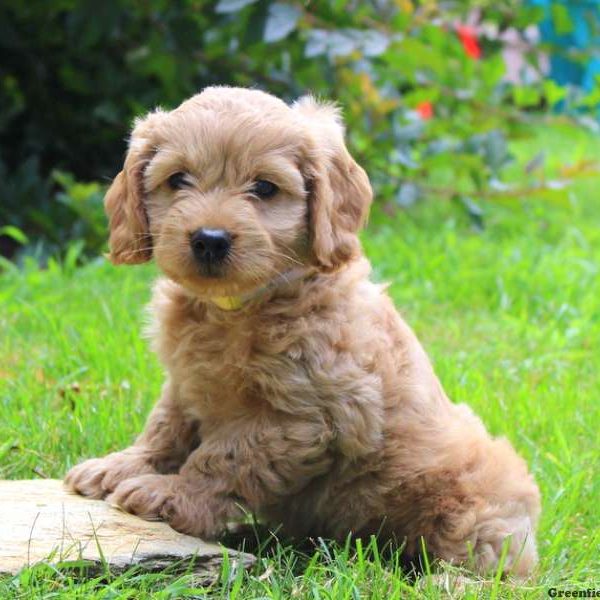 Wyoming, Cockapoo Puppy