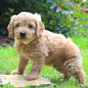 Wyoming, Cockapoo Puppy