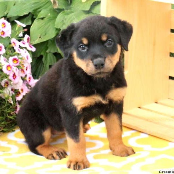 Wysteria, Rottweiler Puppy