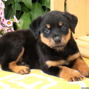 Wysteria, Rottweiler Puppy