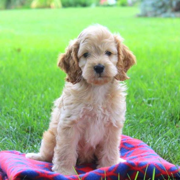 Yemmy, Cockapoo Puppy